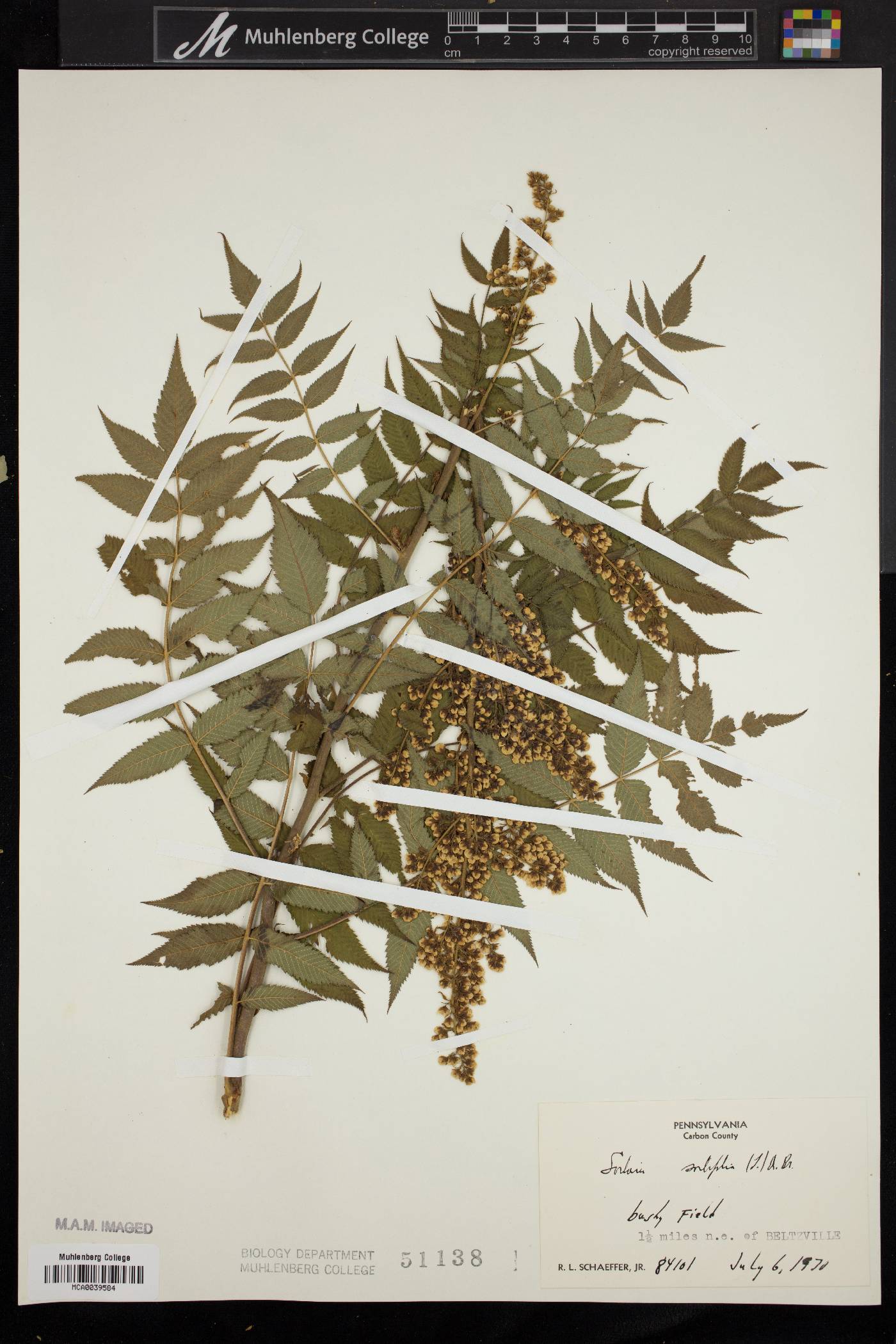 Sorbaria sorbifolia image