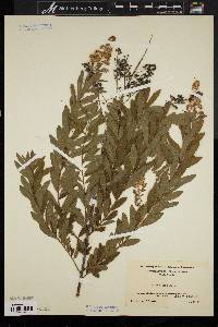 Spiraea alba image