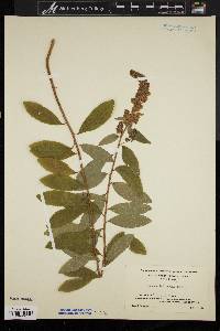 Spiraea x billardii image