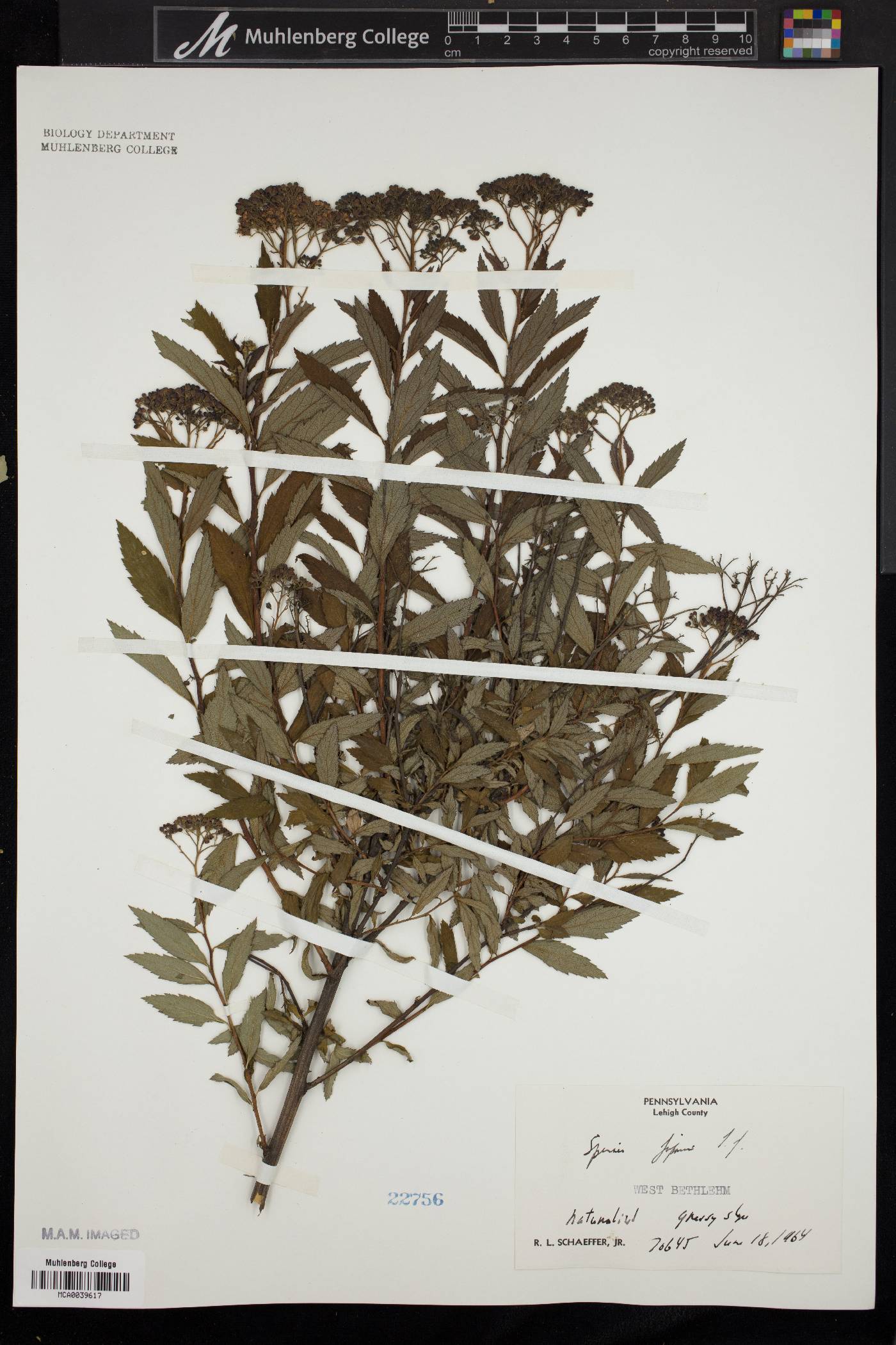 Spiraea x bumalda image