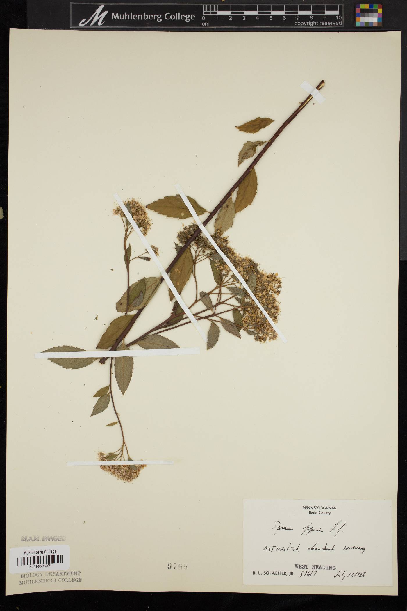 Spiraea x bumalda image