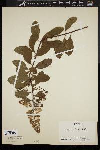 Spiraea latifolia image