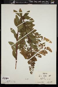 Spiraea latifolia image