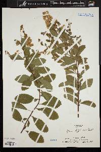 Spiraea latifolia image