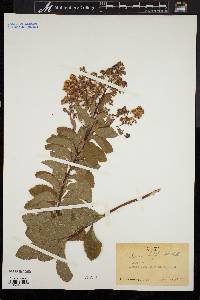 Spiraea latifolia image