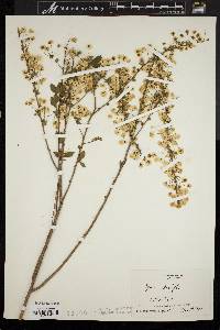 Spiraea prunifolia image