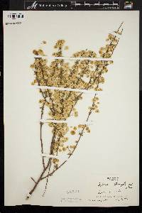 Spiraea prunifolia image