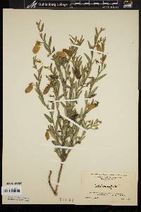 Crotalaria sagittalis image