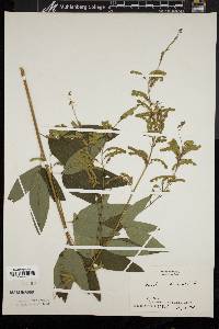 Desmodium canadense image