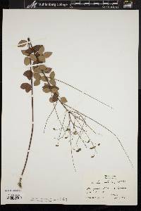 Desmodium marilandicum image