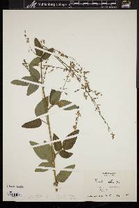 Desmodium perplexum image