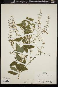 Desmodium perplexum image