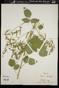 Desmodium perplexum image