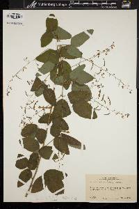 Desmodium perplexum image