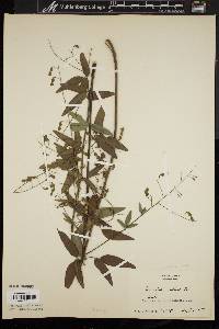 Desmodium perplexum image