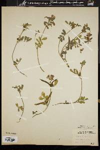 Galactia elliottii image