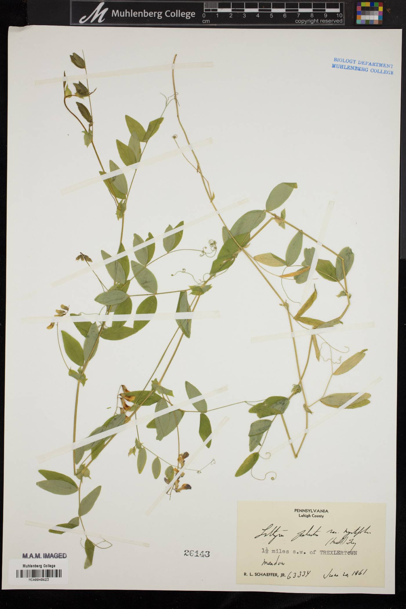 Lathyrus palustris var. myrtifolius image