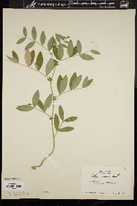 Lathyrus venosus image