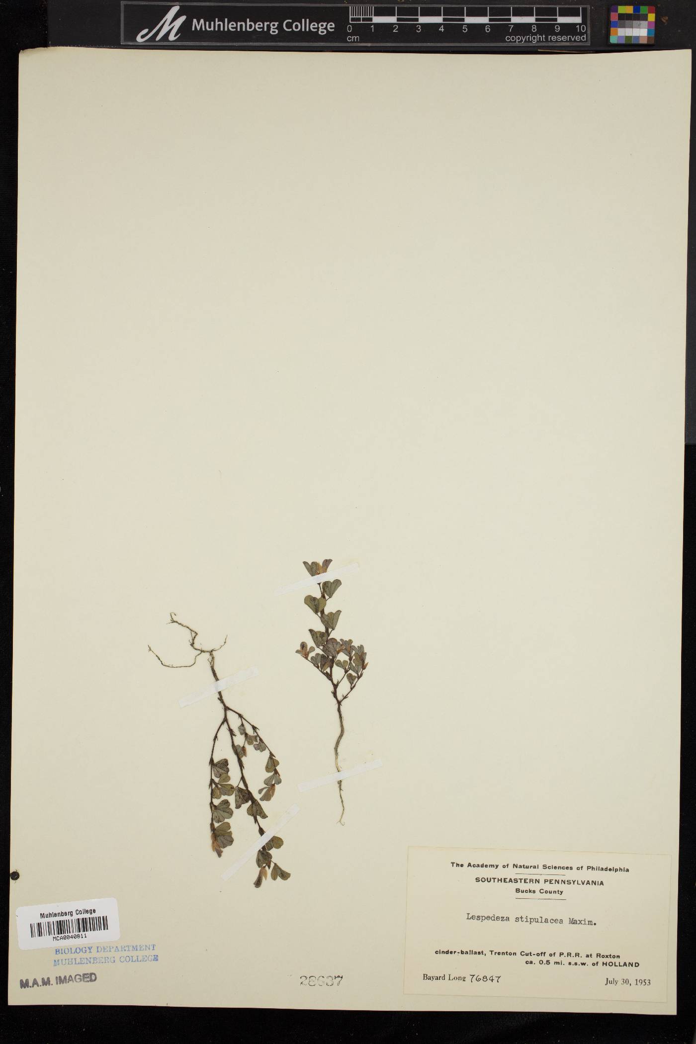 Lespedeza stipulacea image