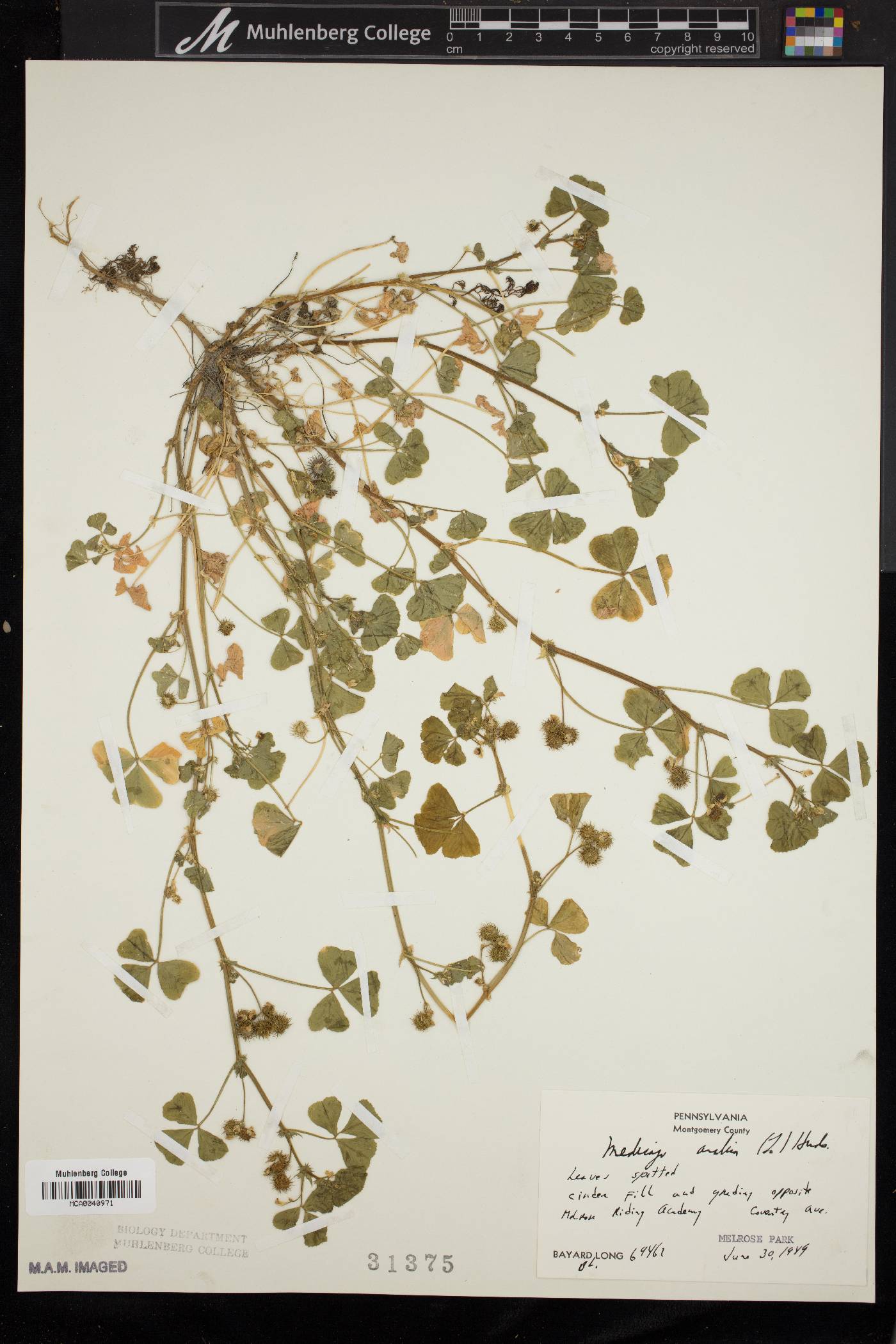 Medicago arabica image