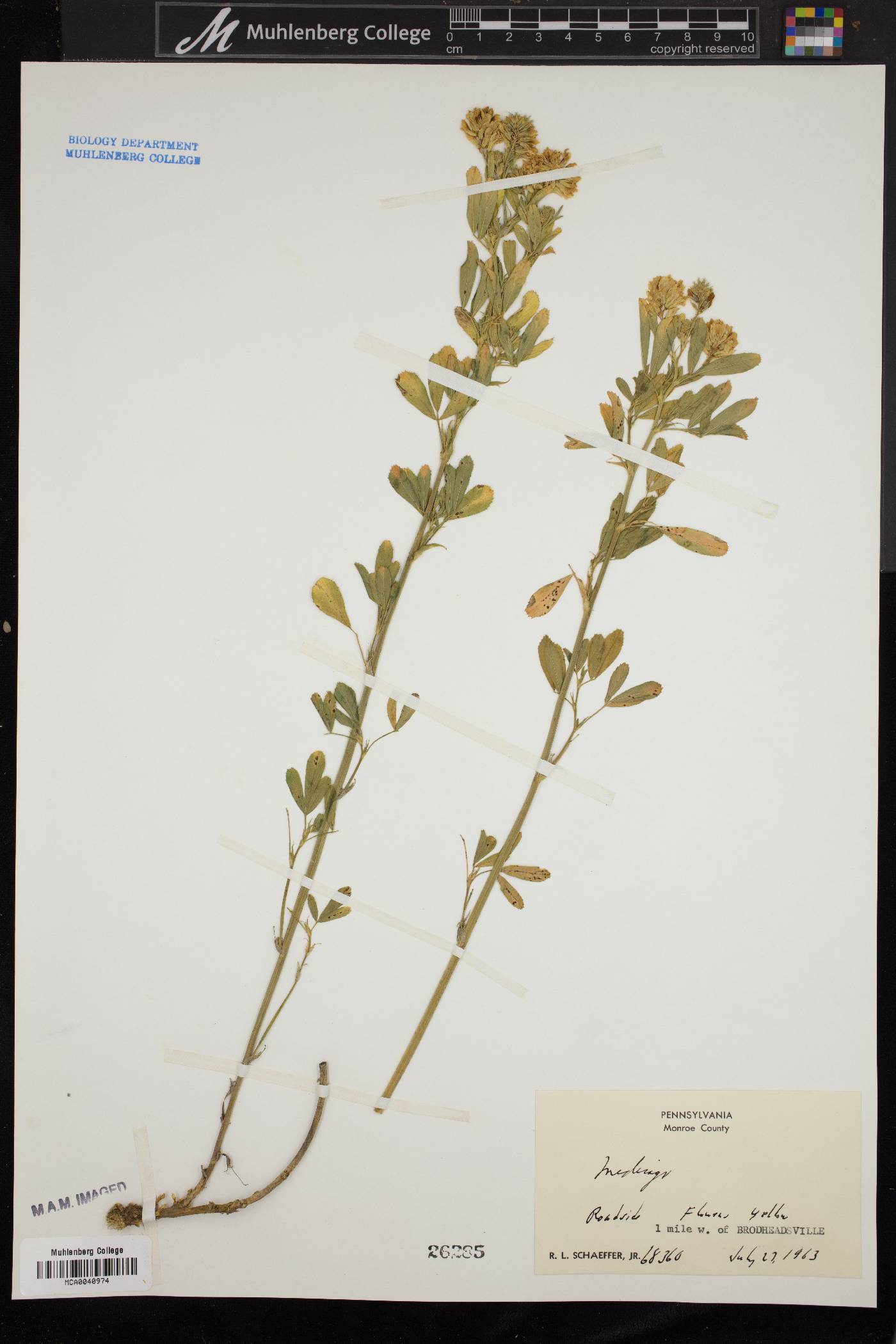 Medicago falcata image