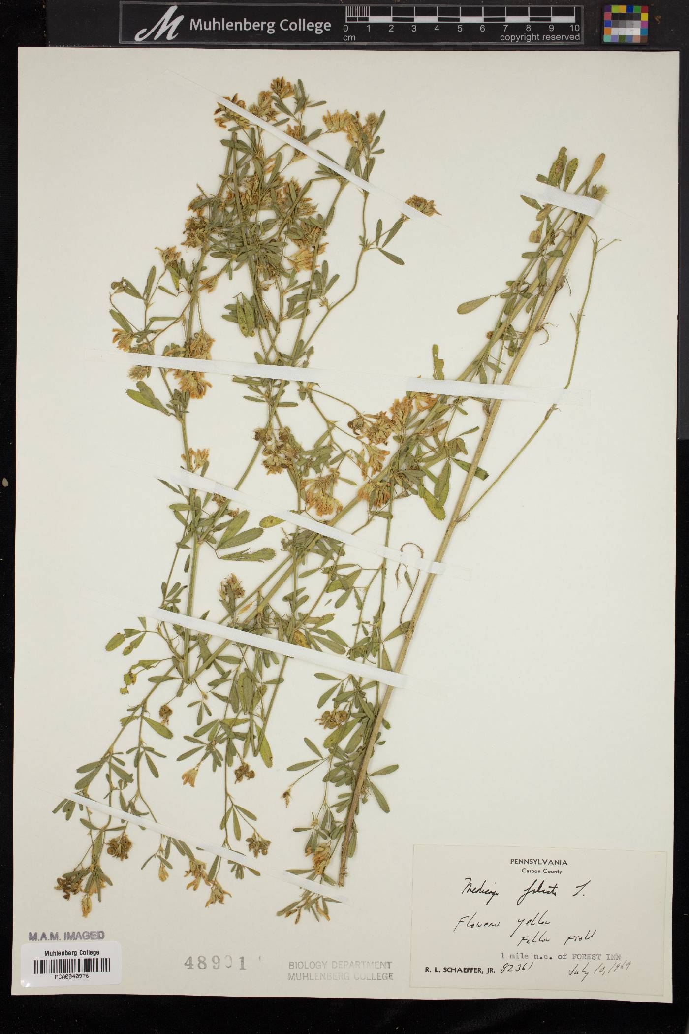 Medicago falcata image