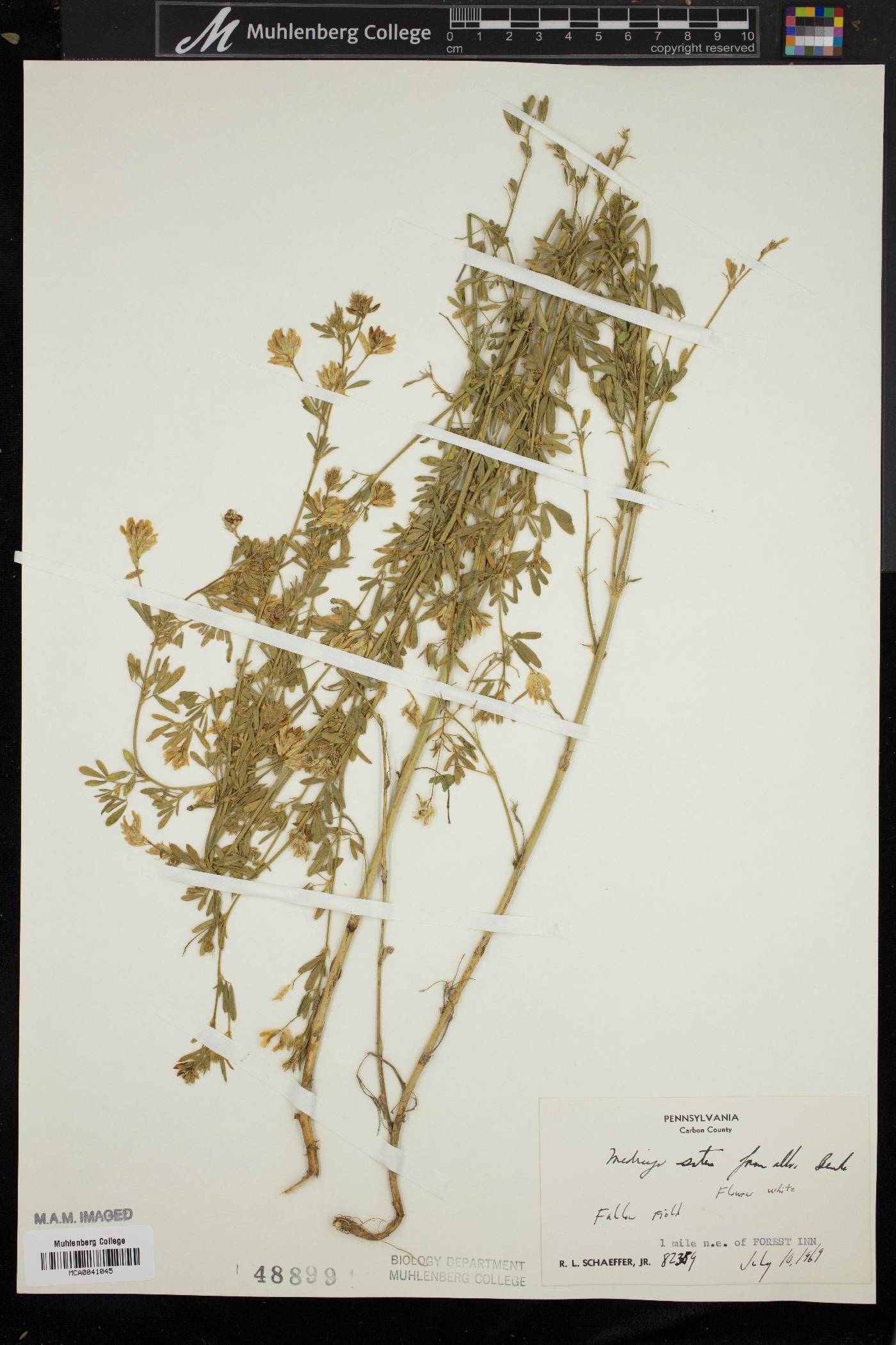 Medicago sativa f. alba image