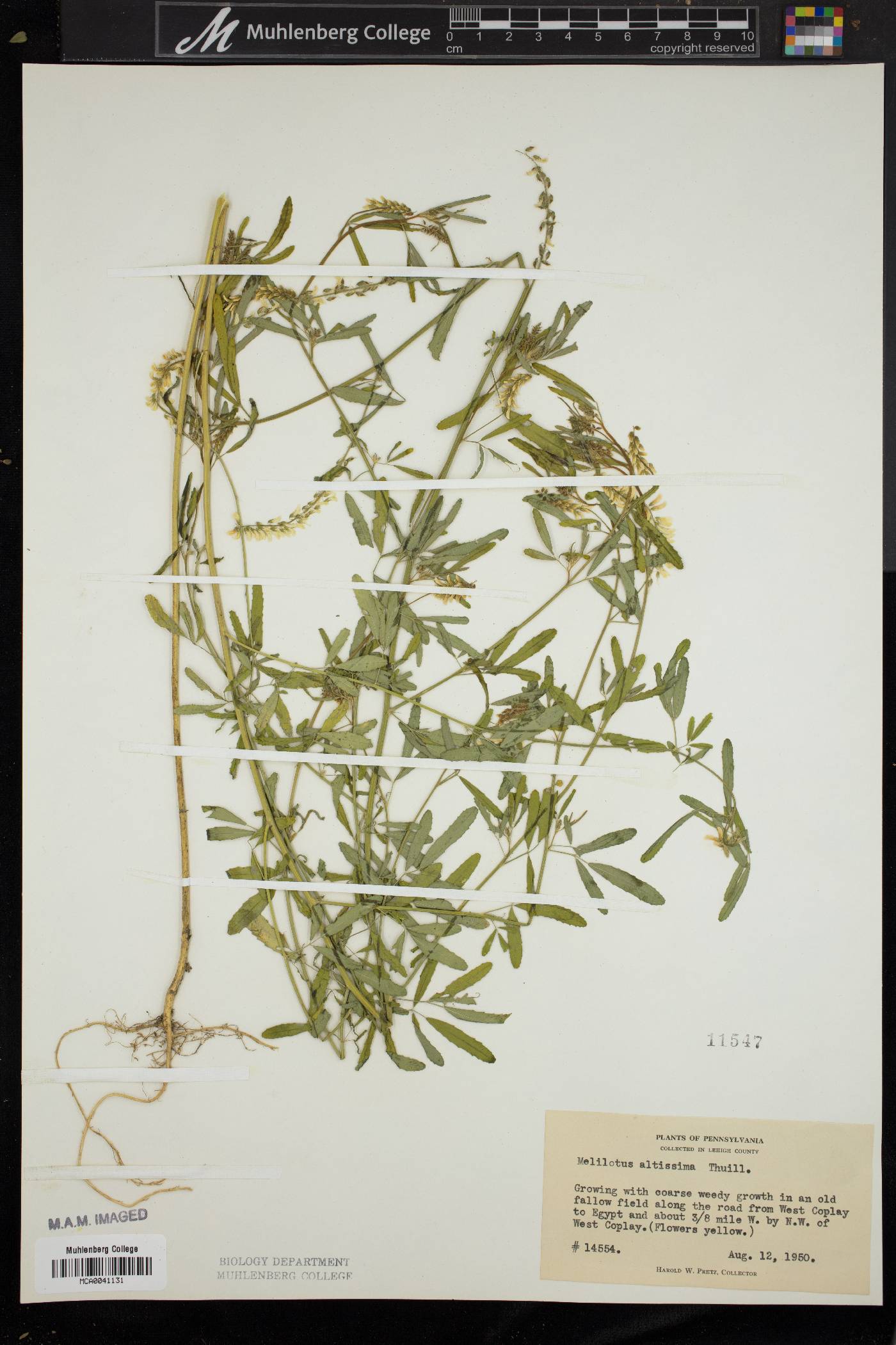 Melilotus altissima image