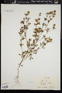 Trifolium arvense image