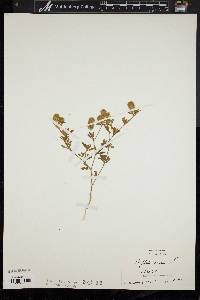 Trifolium arvense image