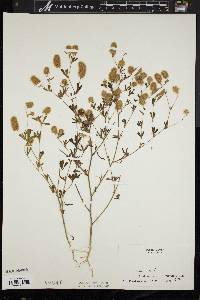 Trifolium arvense image