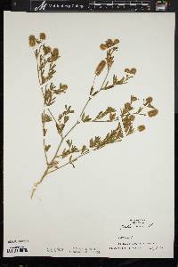 Trifolium arvense image