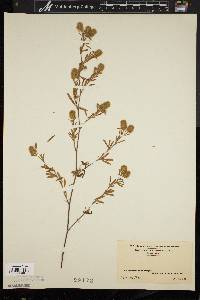 Trifolium arvense image