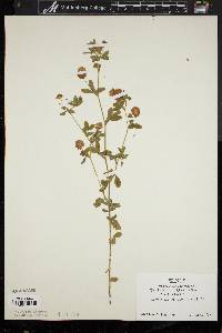 Trifolium aureum image