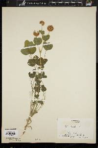 Trifolium hybridum image