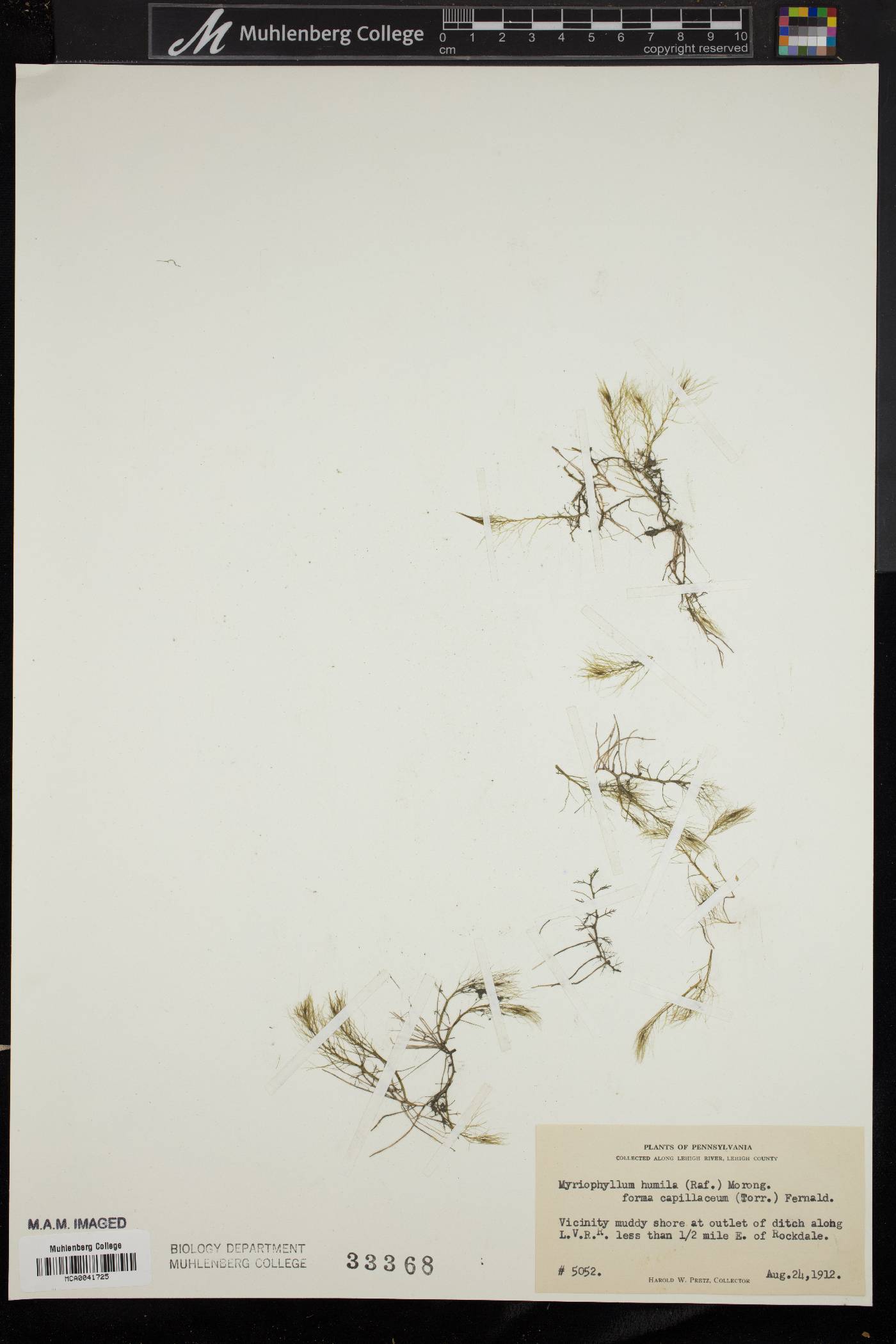 Myriophyllum humile f. capillaceum image