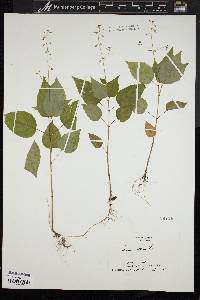 Circaea alpina image