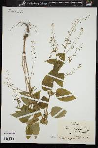 Circaea canadensis image