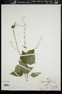 Circaea canadensis image