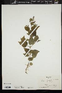 Circaea canadensis image