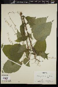 Circaea canadensis image