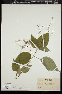 Circaea canadensis image