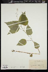 Circaea canadensis image