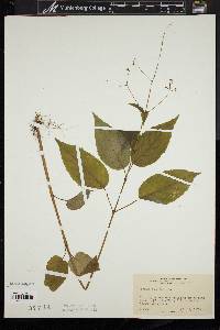 Circaea canadensis image