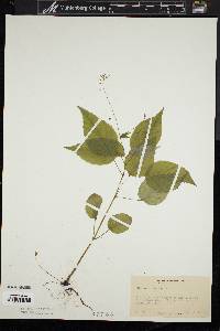 Circaea canadensis image