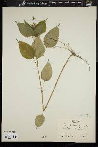 Circaea canadensis image