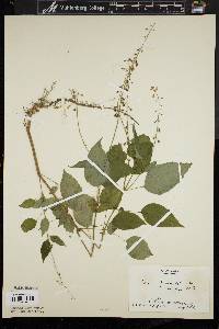 Circaea canadensis image