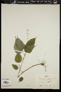 Circaea canadensis image