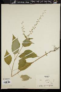 Circaea canadensis image