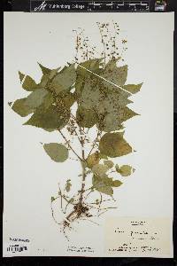 Circaea canadensis image